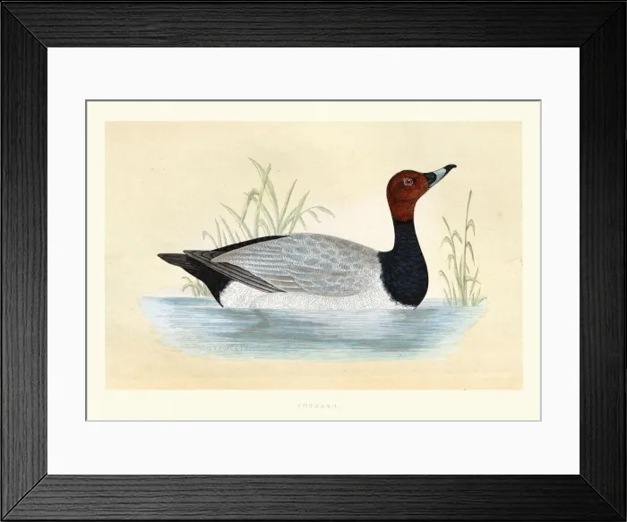 Framed Print : Common pochard, Aythya ferina, Wildlife, Birds, diving ducks, Art Prints Framed Print : Common pochard, Aythya ferina, Wildlife, Birds, diving ducks, Art Prints
