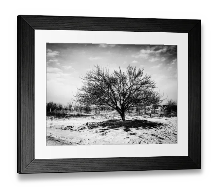 Framed Print : Tree Gazing Framed Print : Tree Gazing