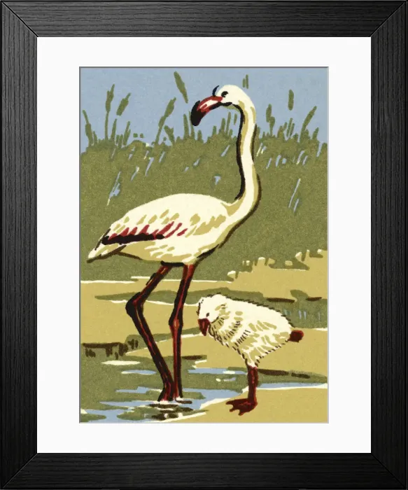 Framed Print : White Flamingo Framed Print : White Flamingo
