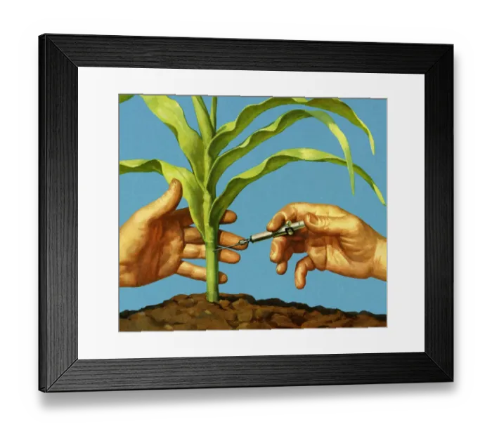 Framed Print : Injecting a Corn Stalk Framed Print : Injecting a Corn Stalk