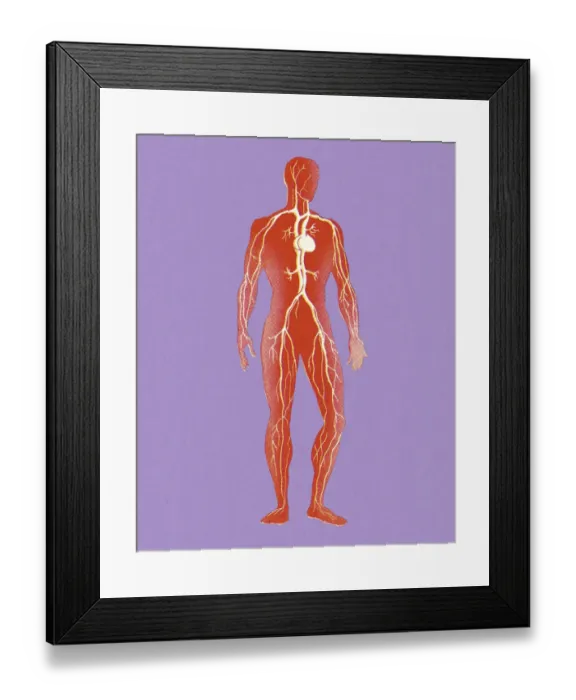 Framed Print : Human Circulatory System Framed Print : Human Circulatory System