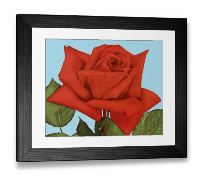 Framed Print : Red Rose Framed Print : Red Rose