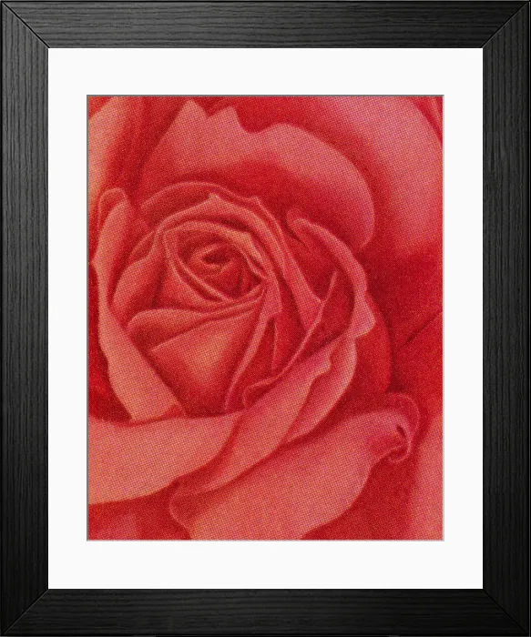 Framed Print : Red Rose Framed Print : Red Rose