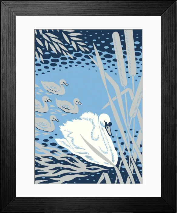 Framed Print : Swan and Its Young Framed Print : Swan and Its Young