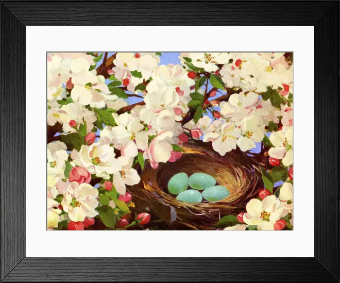 Framed Print : Birds Nest with Eggs in a Flowering Tree Framed Print : Birds Nest with Eggs in a Flowering Tree