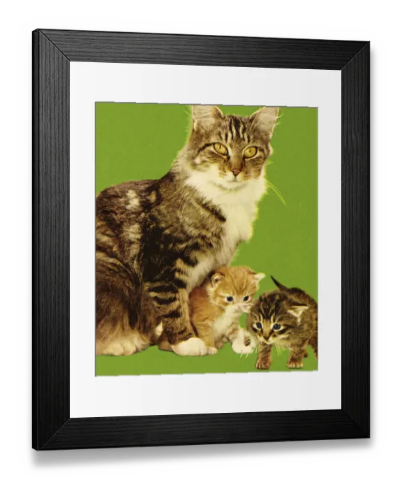 Framed Print : Cat and Two Kittens Framed Print : Cat and Two Kittens