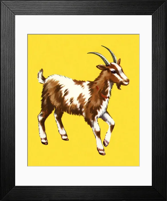 Framed Print : Goat Framed Print : Goat