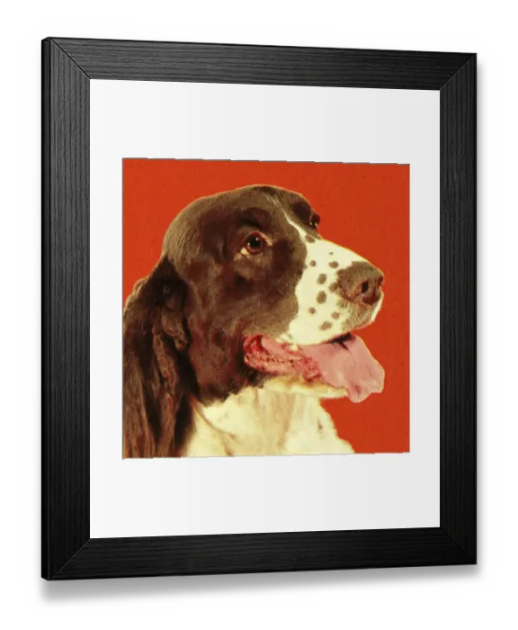 Framed Print : Springer Spaniel Framed Print : Springer Spaniel