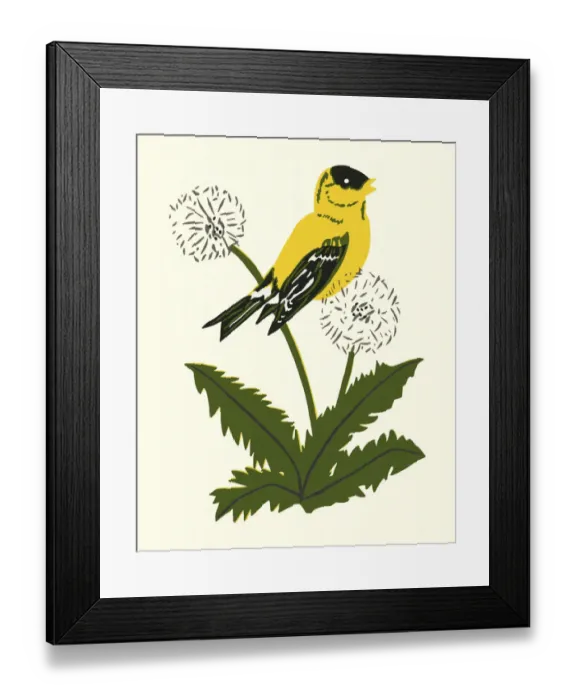 Framed Print : Yellow Canary Perched on a Dandelion Framed Print : Yellow Canary Perched on a Dandelion