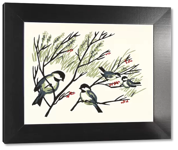 Chickadees in Tree Branches