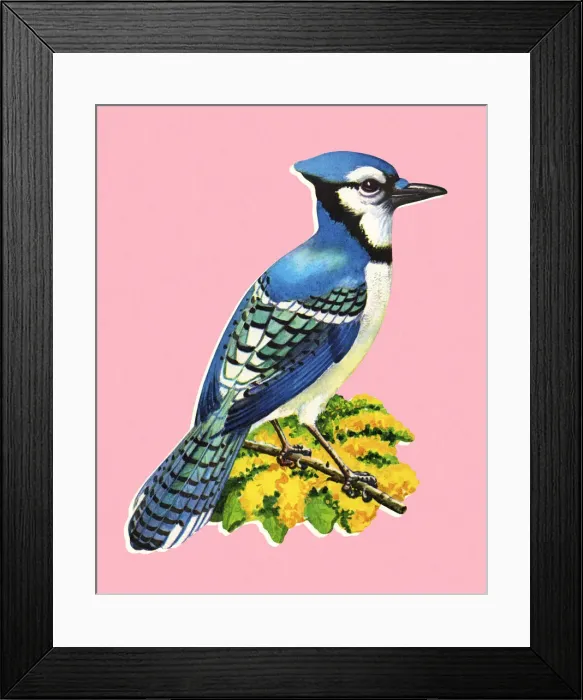Framed Print : Blue Jay Framed Print : Blue Jay