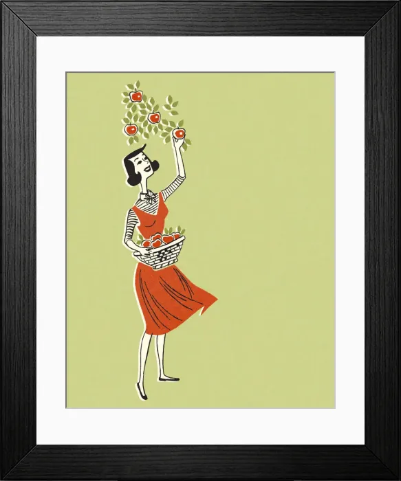 Framed Print : Woman Picking Apples Framed Print : Woman Picking Apples