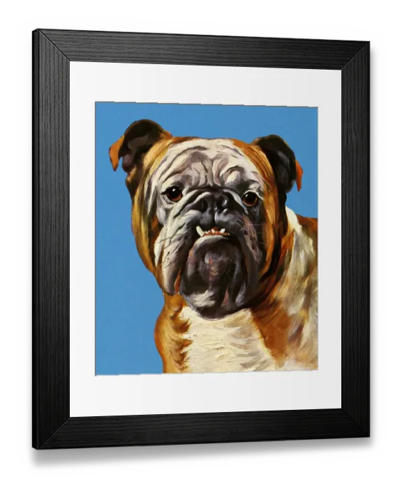 Framed Print : Bulldog Framed Print : Bulldog