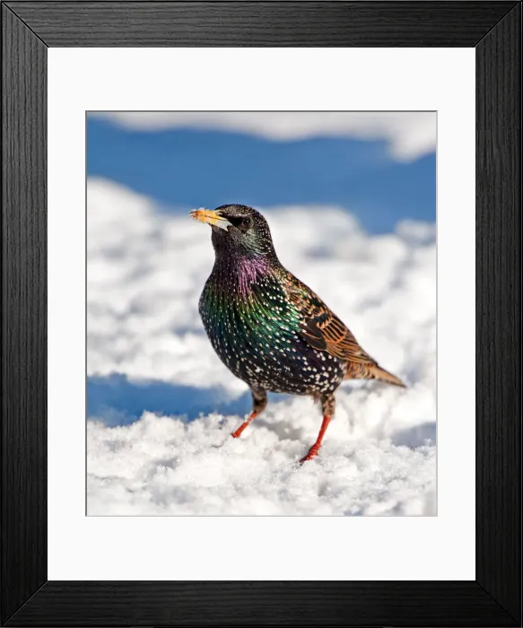 Framed Print : Colourful starling in the snow