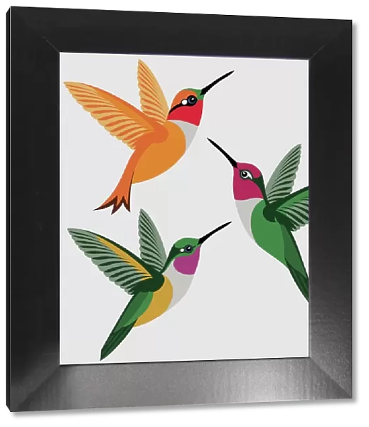 Beautiful Bird Species, 619658024