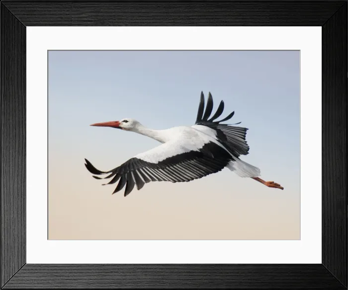 Framed Print : Tracing the flight Framed Print : Tracing the flight