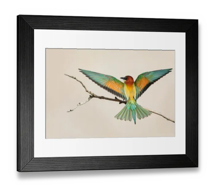 Framed Print : Bea-eater in Flight Framed Print : Bea-eater in Flight