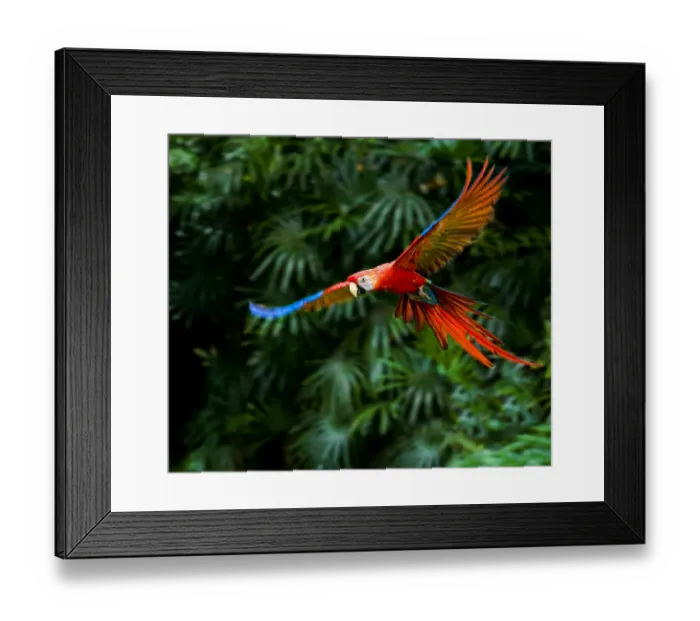 Framed Print : Fight of Macaw Framed Print : Fight of Macaw