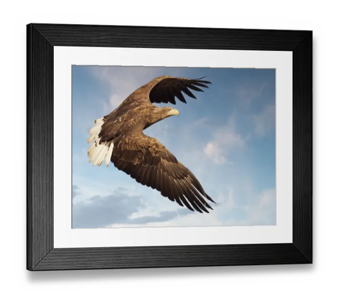 Framed Print : White tailed sea eagle Framed Print : White tailed sea eagle