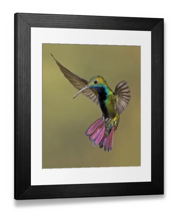 Framed Print : Colorful Humming bird Framed Print : Colorful Humming bird