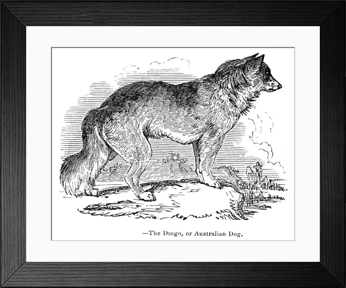 Framed Print : Dingo austalian dog engraving 1893 Framed Print : Dingo austalian dog engraving 1893