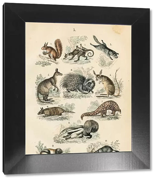 Australian animals: opossum, anteater, armadillo, kangaroo, pangolin engraving 1872
