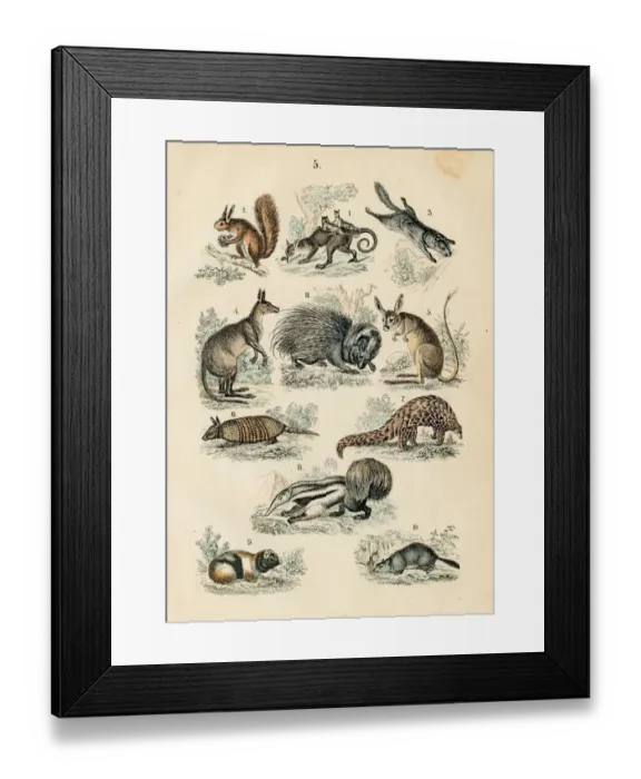 Framed Print : Australian animals: opossum, anteater, armadillo, kangaroo, pangolin engraving 1872 Framed Print : Australian animals: opossum, anteater, armadillo, kangaroo, pangolin engraving 1872