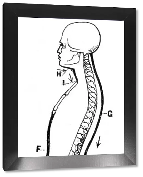 Human body spine engraving anatomy 1872