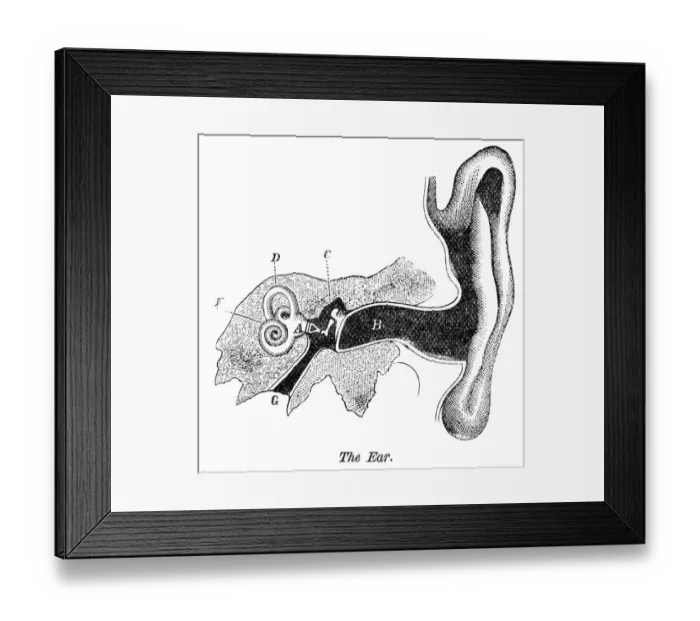 Framed Print : The ear engraving anatomy 1872 Framed Print : The ear engraving anatomy 1872