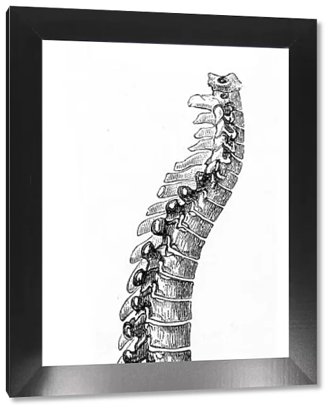 The spine engraving anatomy 1872