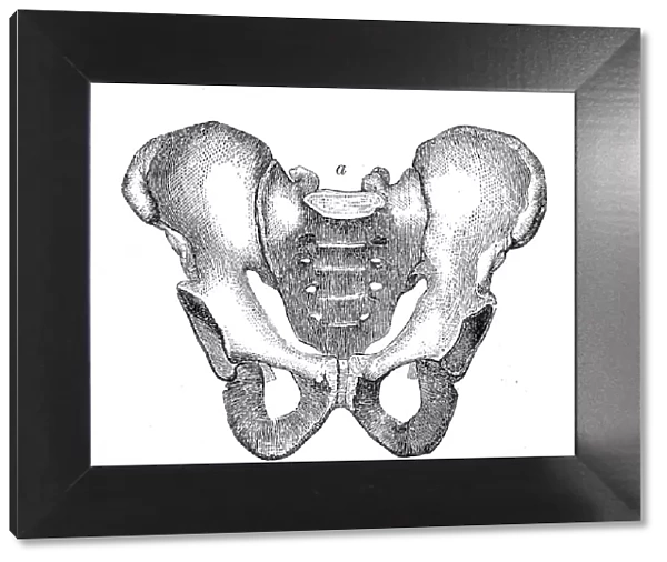 The pelvis and sacrum engraving anatomy 1872
