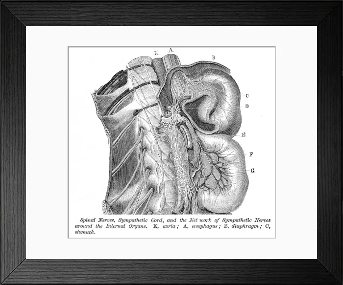 Framed Print : Spinal nerves engraving anatomy 1872 Framed Print : Spinal nerves engraving anatomy 1872