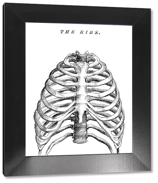 The ribs engraving anatomy 1872