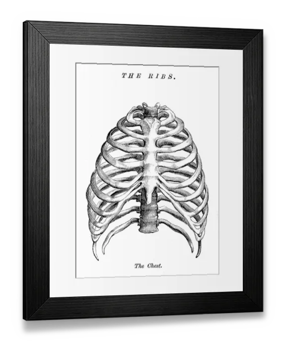 Framed Print : The ribs engraving anatomy 1872 Framed Print : The ribs engraving anatomy 1872