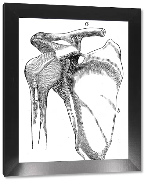 The shoulder joint engraving anatomy 1872