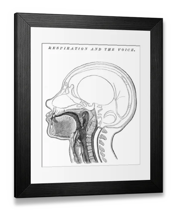 Framed Print : Respirantion and the voice engraving anatomy 1872 Framed Print : Respirantion and the voice engraving anatomy 1872