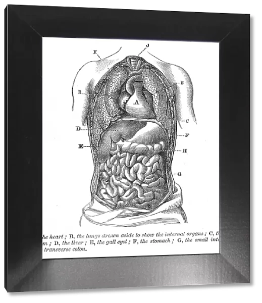 The heart and lungs engraving anatomy 1872