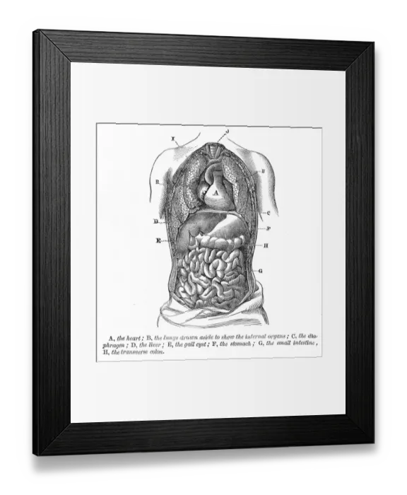 Framed Print : The heart and lungs engraving anatomy 1872 Framed Print : The heart and lungs engraving anatomy 1872