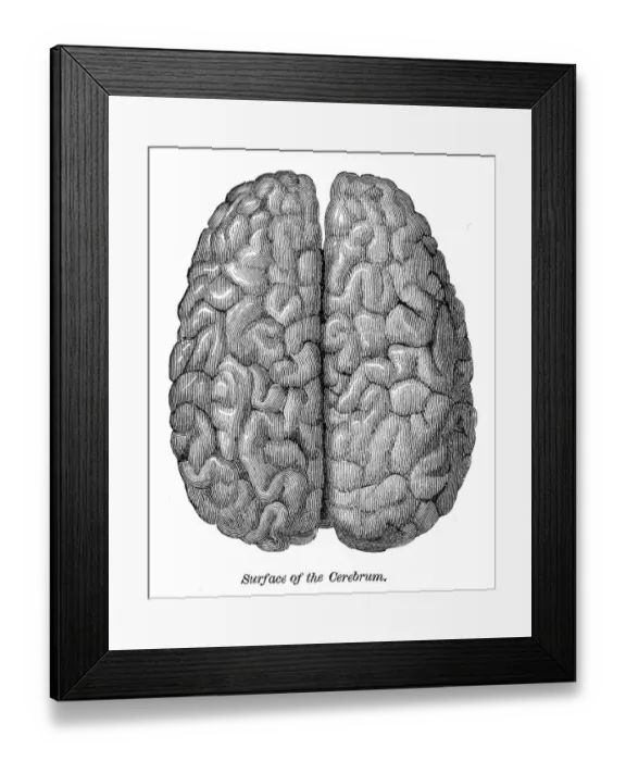 Framed Print : Human brain engraving anatomy 1872 Framed Print : Human brain engraving anatomy 1872