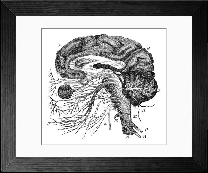 Framed Print : Brain nervous ocular system engraving anatomy 1872 Framed Print : Brain nervous ocular system engraving anatomy 1872