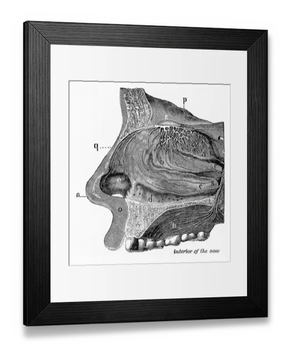 Framed Print : Interiror of the nose engraving anatomy 1872 Framed Print : Interiror of the nose engraving anatomy 1872