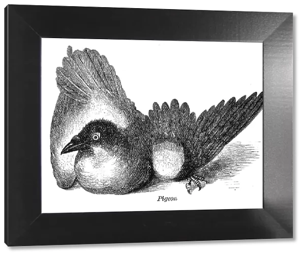 Pigeon dove engraving anatomy 1872