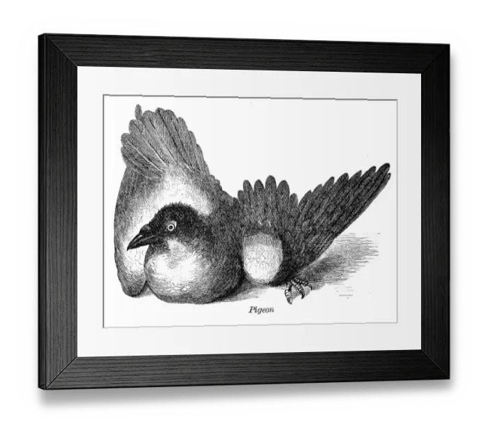 Framed Print : Pigeon dove engraving anatomy 1872