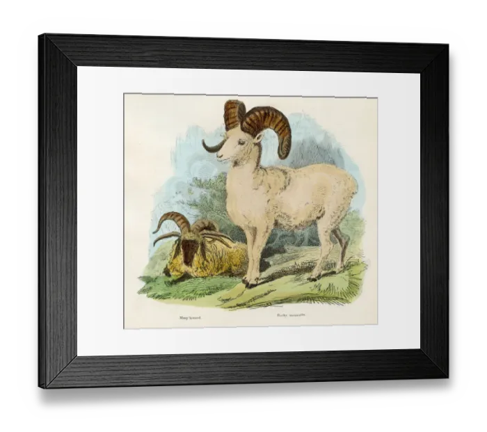 Framed Print : Rocky mountain goat engraving 1893 Framed Print : Rocky mountain goat engraving 1893