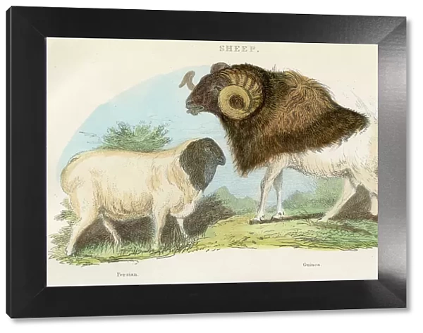 Persian and guinea sheep engraving 1893