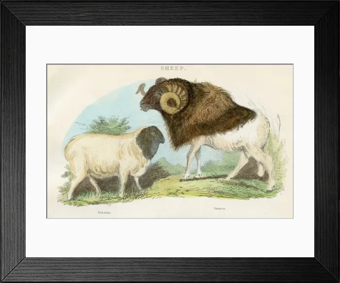 Framed Print : Persian and guinea sheep engraving 1893 Framed Print : Persian and guinea sheep engraving 1893