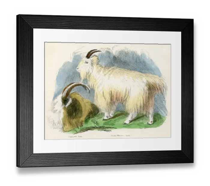 Framed Print : Cashmere and rocky mountain goats engraving 1893 Framed Print : Cashmere and rocky mountain goats engraving 1893