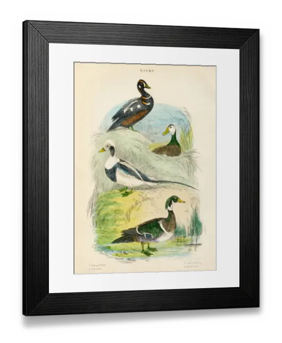 Framed Print : Ducks bird engraving 1893 Framed Print : Ducks bird engraving 1893