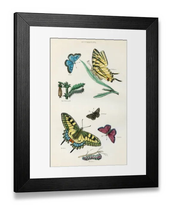 Framed Print : Butterflies engraving 1893 Framed Print : Butterflies engraving 1893