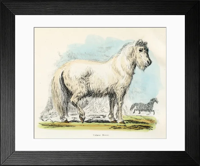 Framed Print : Calmuc horse engraving 1893 Framed Print : Calmuc horse engraving 1893